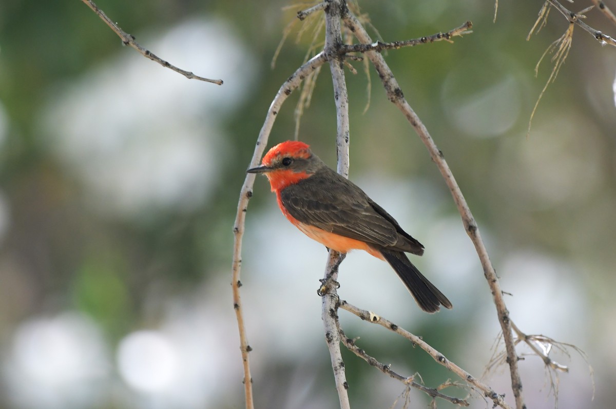 Vermilion Flycatcher - ML620200178