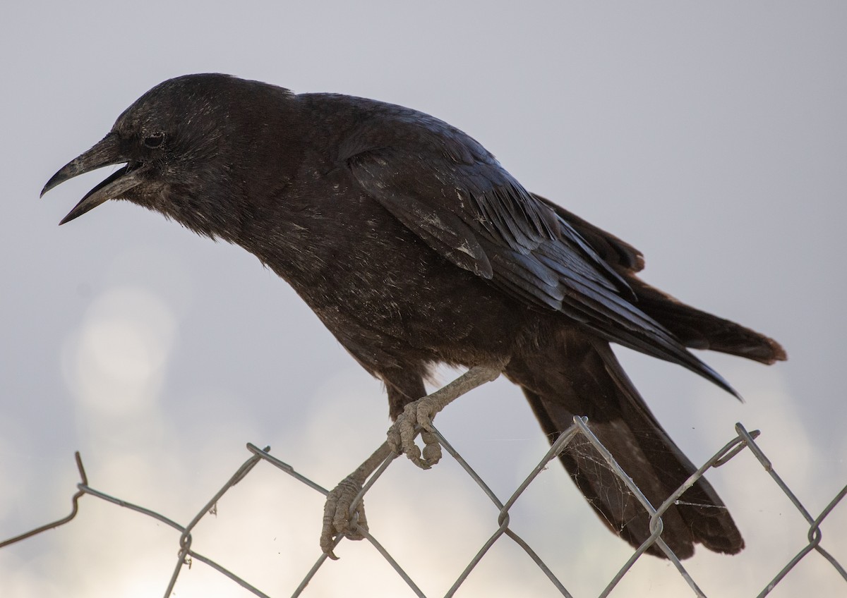 American Crow - ML620200186