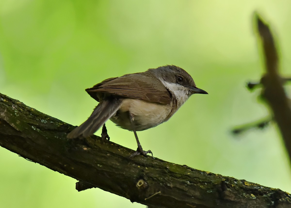 Curruca Zarcerilla - ML620200189