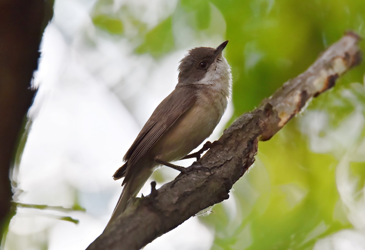 Lesser Whitethroat - Oleh Sheremet