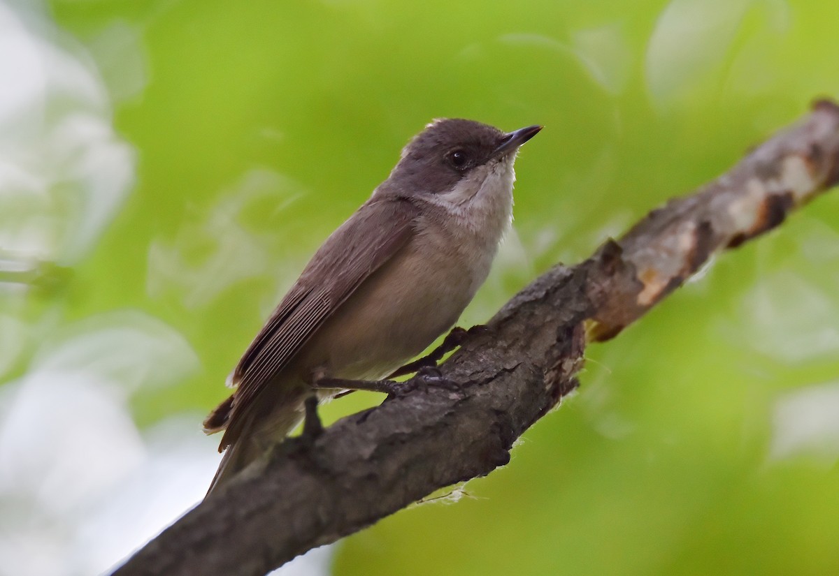 Curruca Zarcerilla - ML620200191