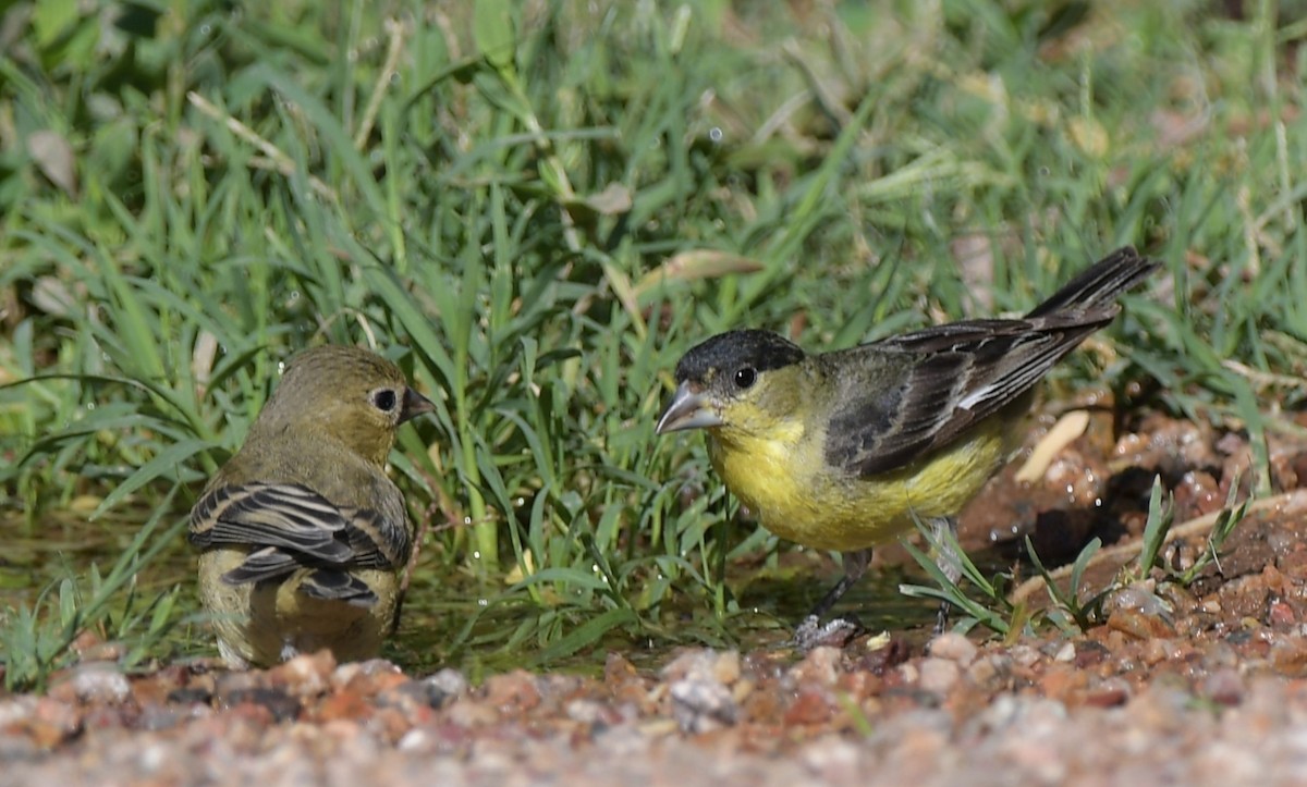 Lesser Goldfinch - ML620200195