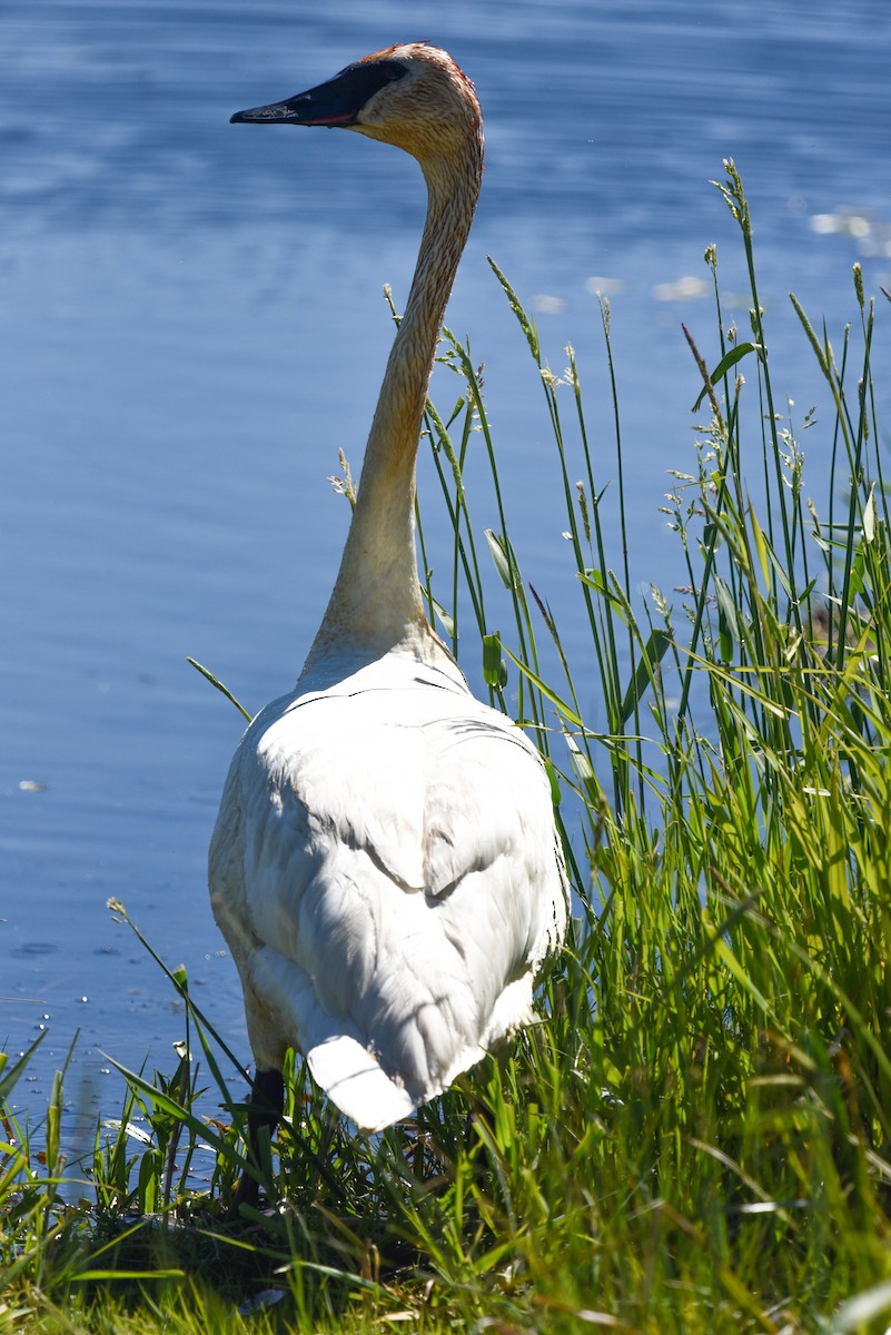 Trumpeter Swan - ML620200209