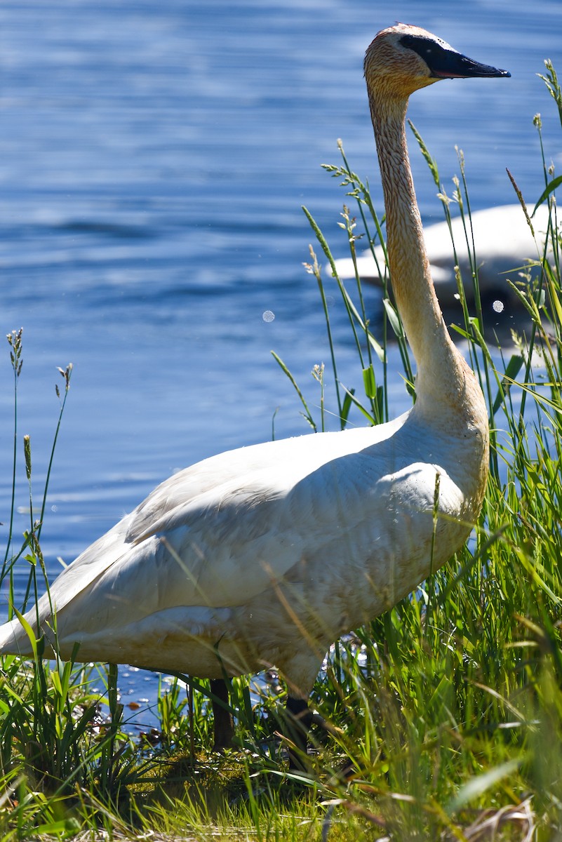 Trumpeter Swan - ML620200210