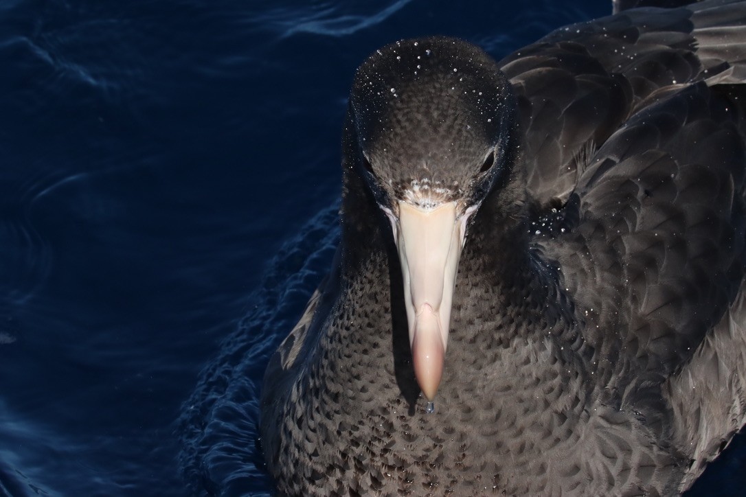 Northern Giant-Petrel - ML620200216