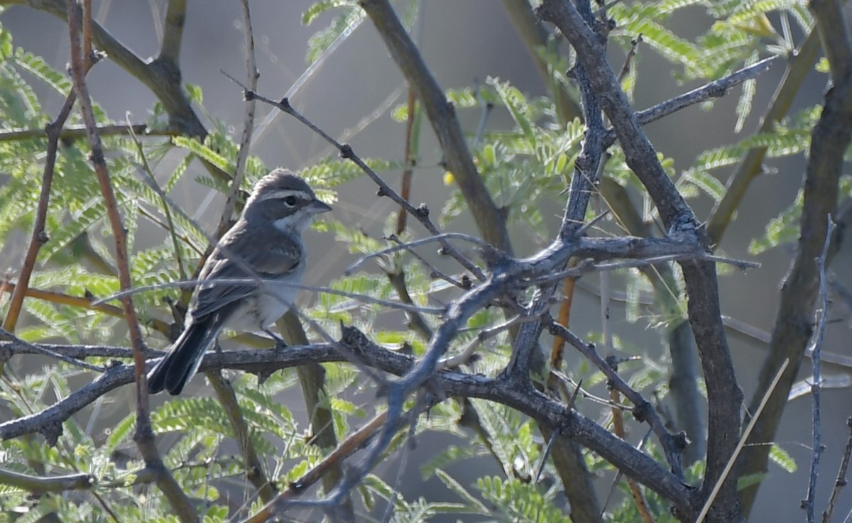 Black-throated Sparrow - ML620200226