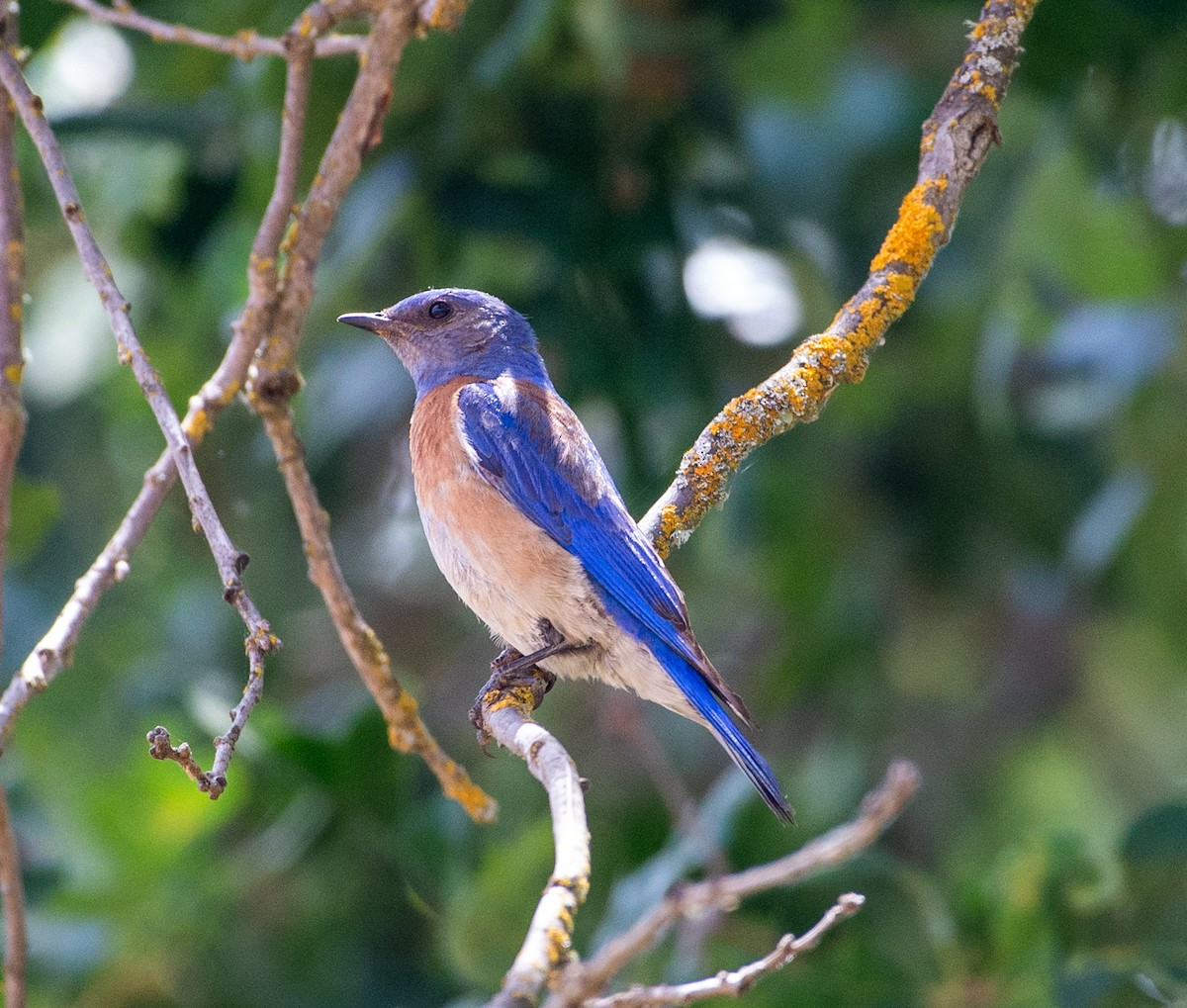 Western Bluebird - ML620200235