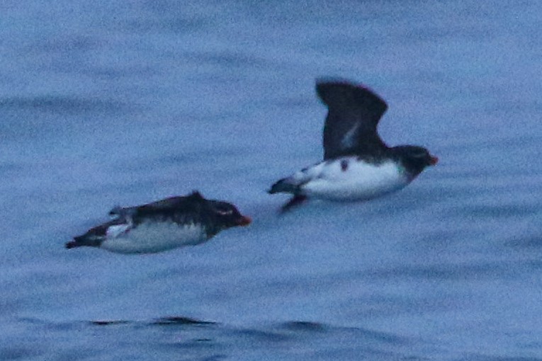 Parakeet Auklet - ML620200238