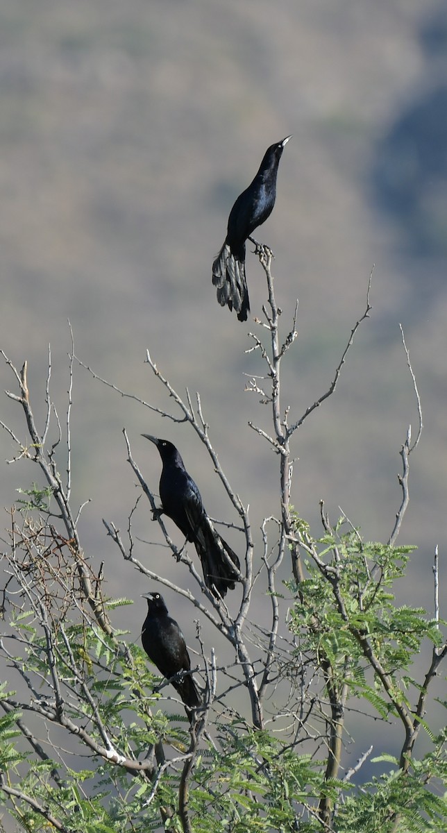 Great-tailed Grackle - ML620200243