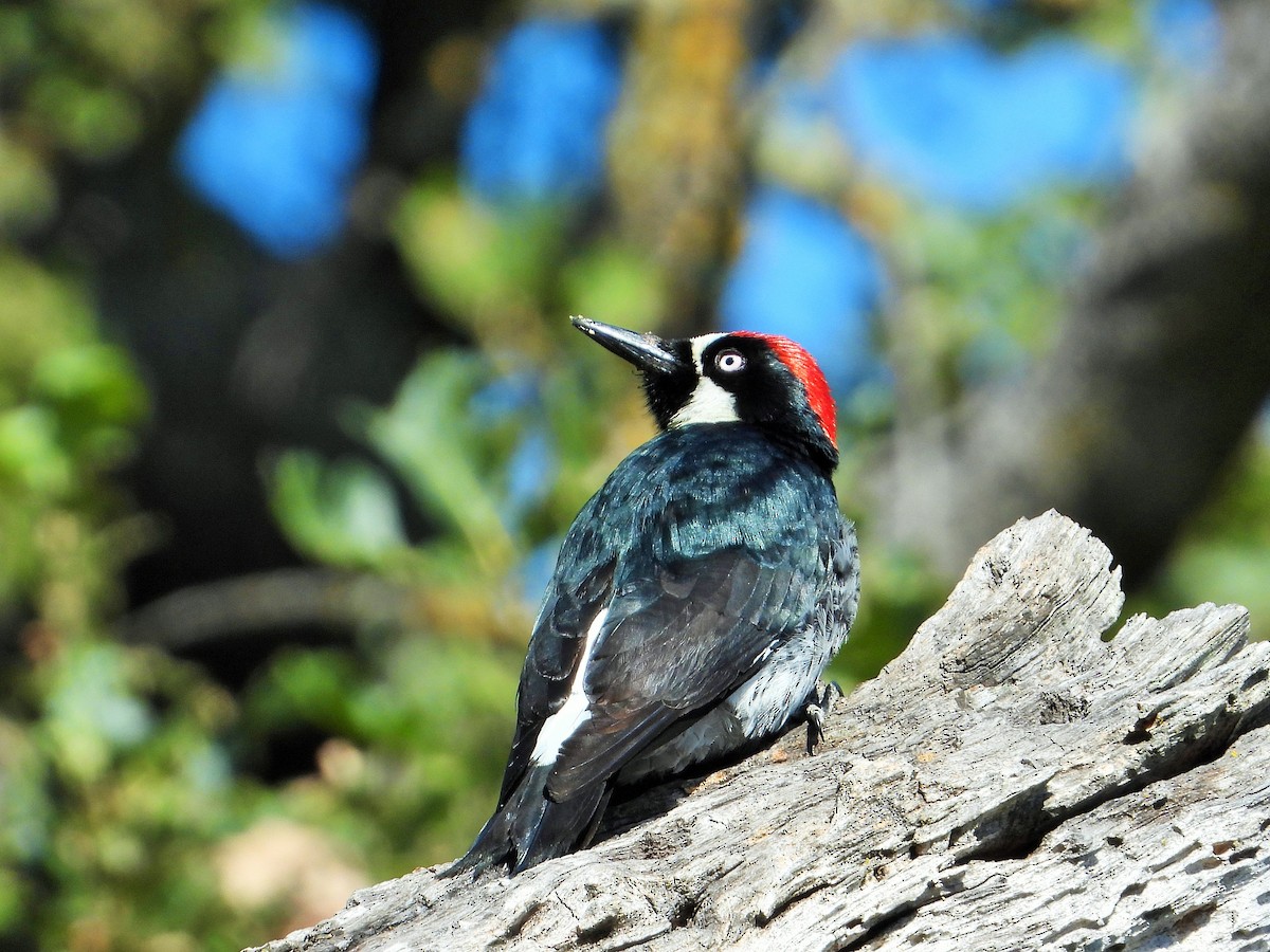 Acorn Woodpecker - ML620200245