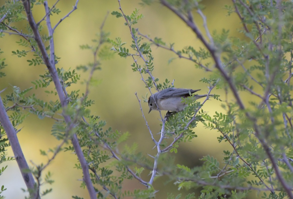 Lucy's Warbler - ML620200247