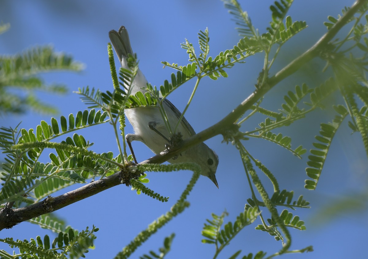 Lucy's Warbler - ML620200248
