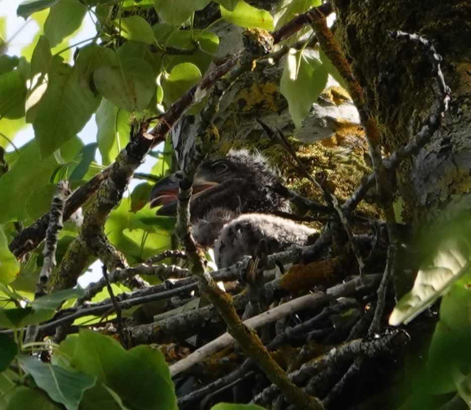 Bald Eagle - ML620200251