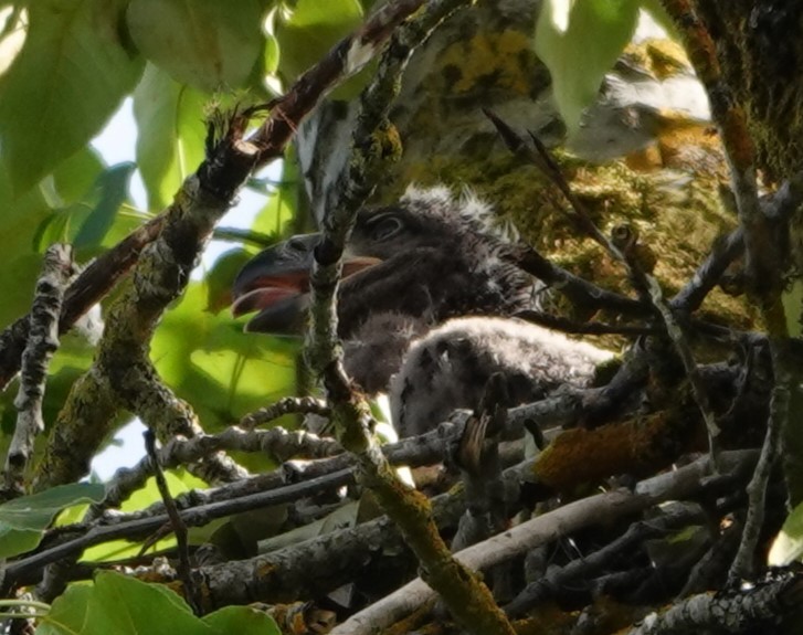 Bald Eagle - ML620200252