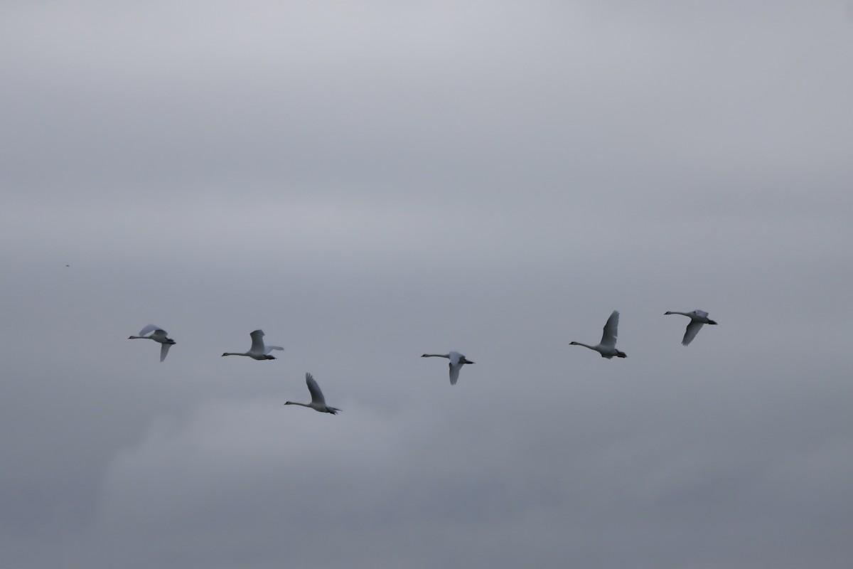 Mute Swan - ML620200253