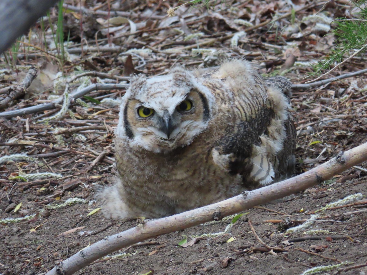 Great Horned Owl - ML620200254