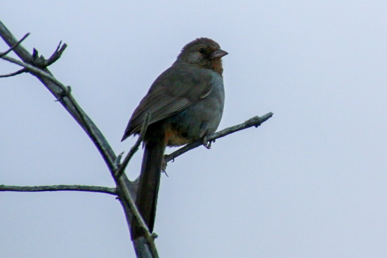 California Towhee - Nick Krolikowski