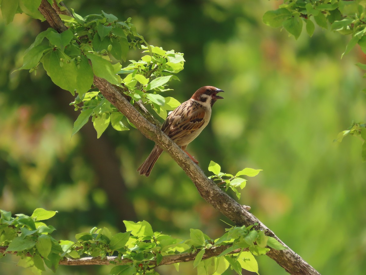 Eurasian Tree Sparrow - ML620200257