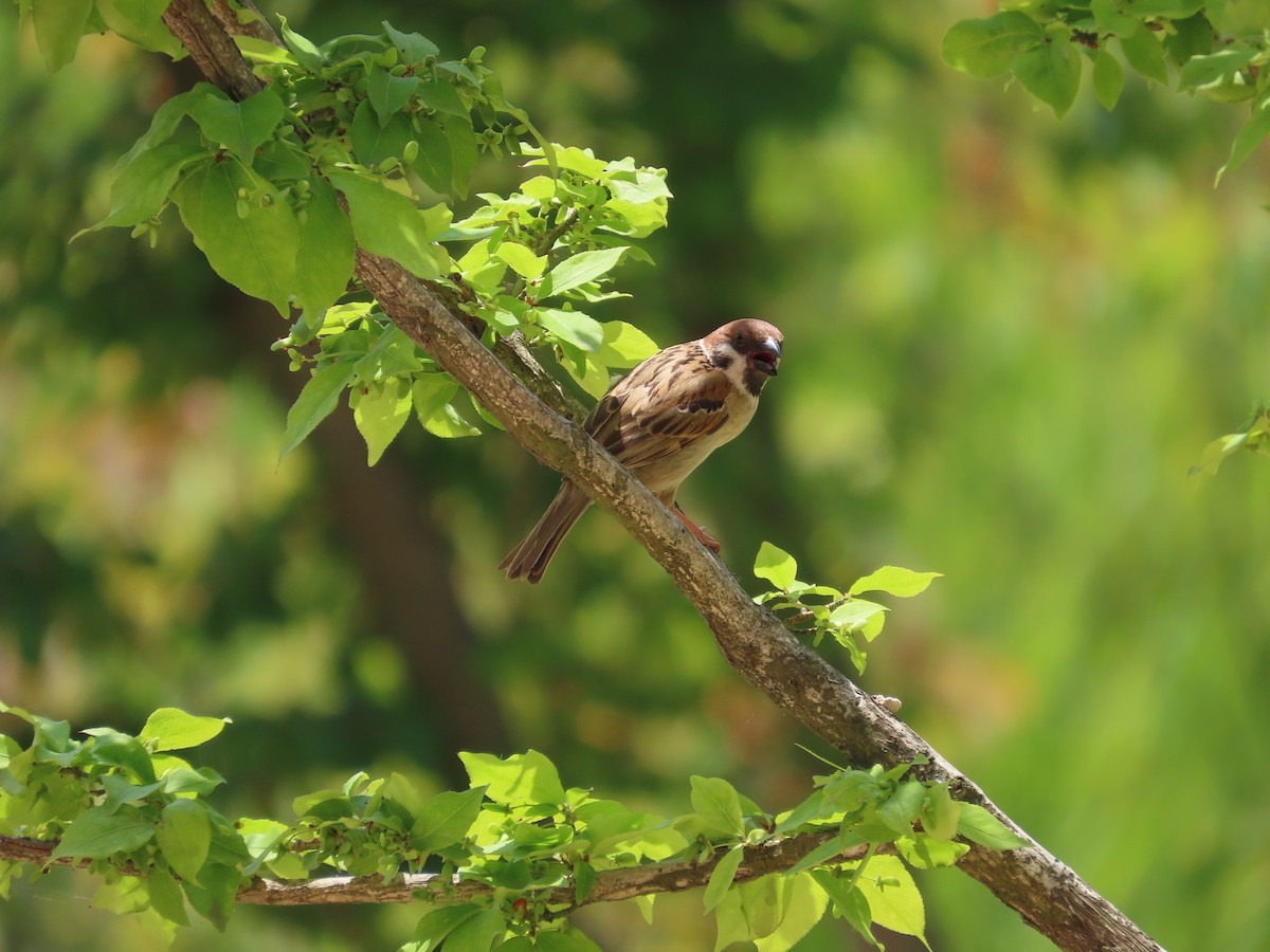 Eurasian Tree Sparrow - ML620200258