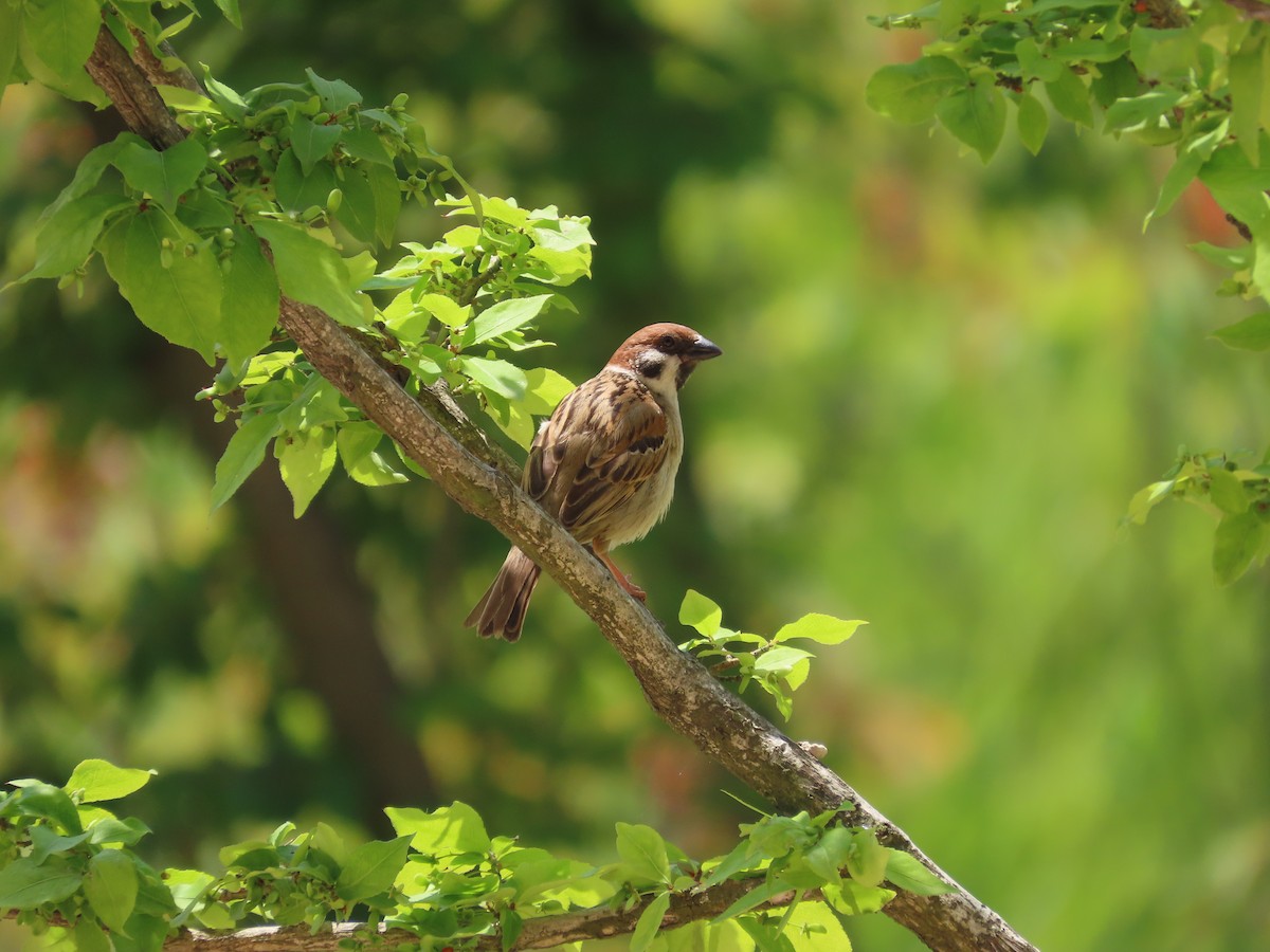 Eurasian Tree Sparrow - ML620200259