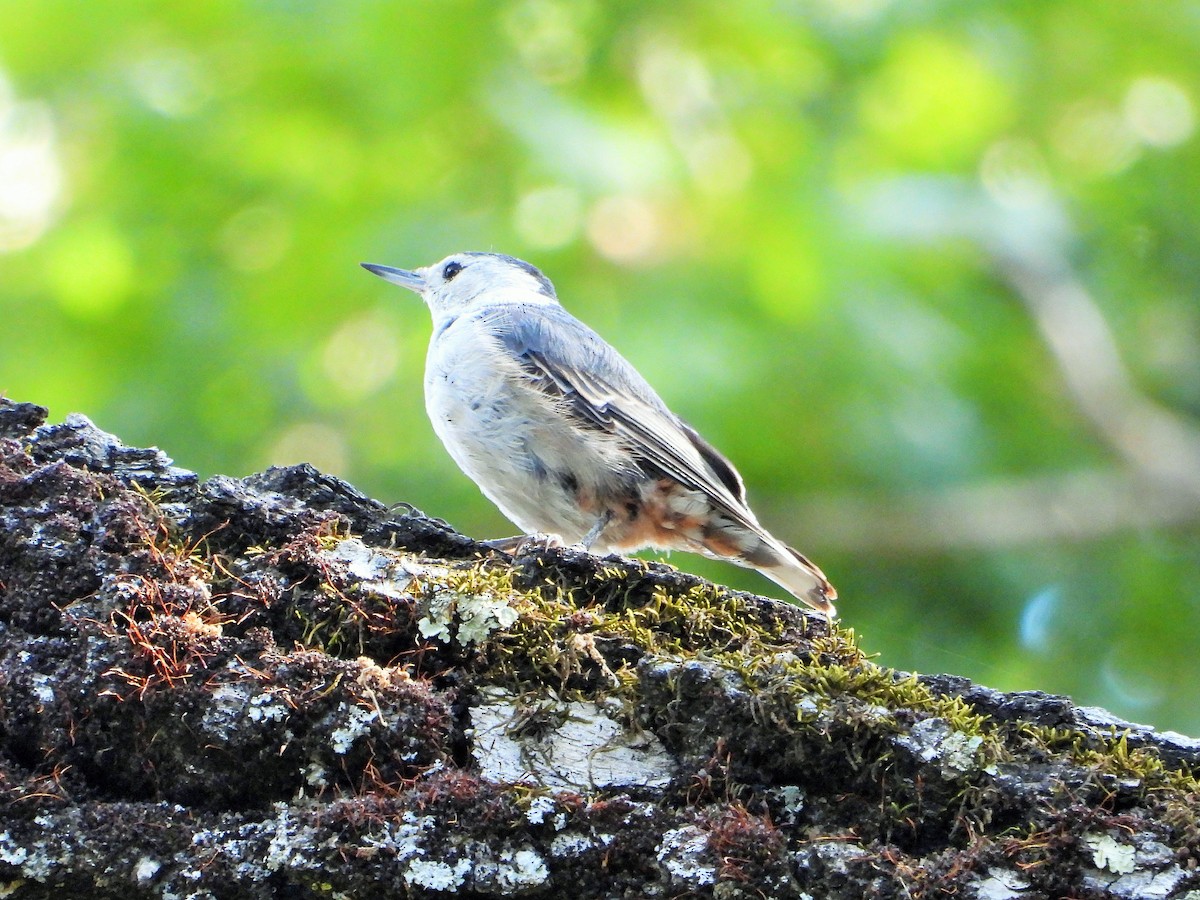 White-breasted Nuthatch - ML620200260