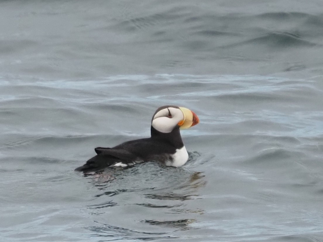 Horned Puffin - ML620200261
