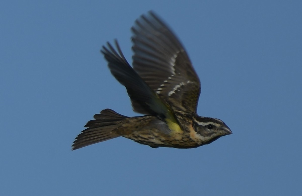 Black-headed Grosbeak - ML620200265