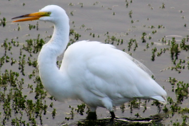 Great Egret - ML620200269