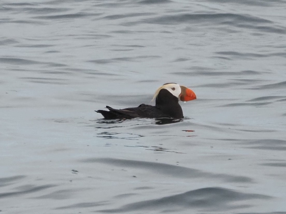 Tufted Puffin - ML620200270