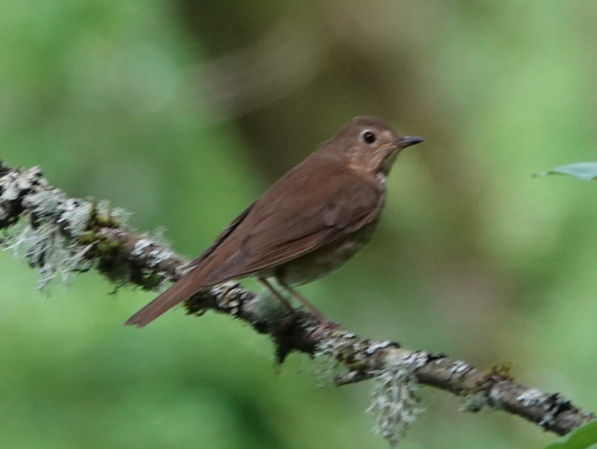 Swainson's Thrush - ML620200272