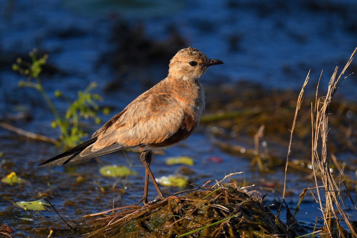 Australian Pratincole - ML620200277