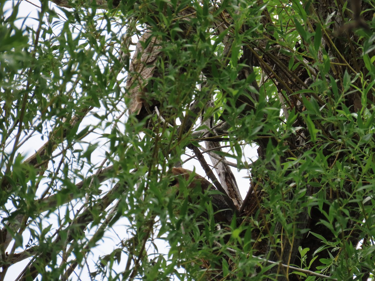 Barn Owl - ML620200289