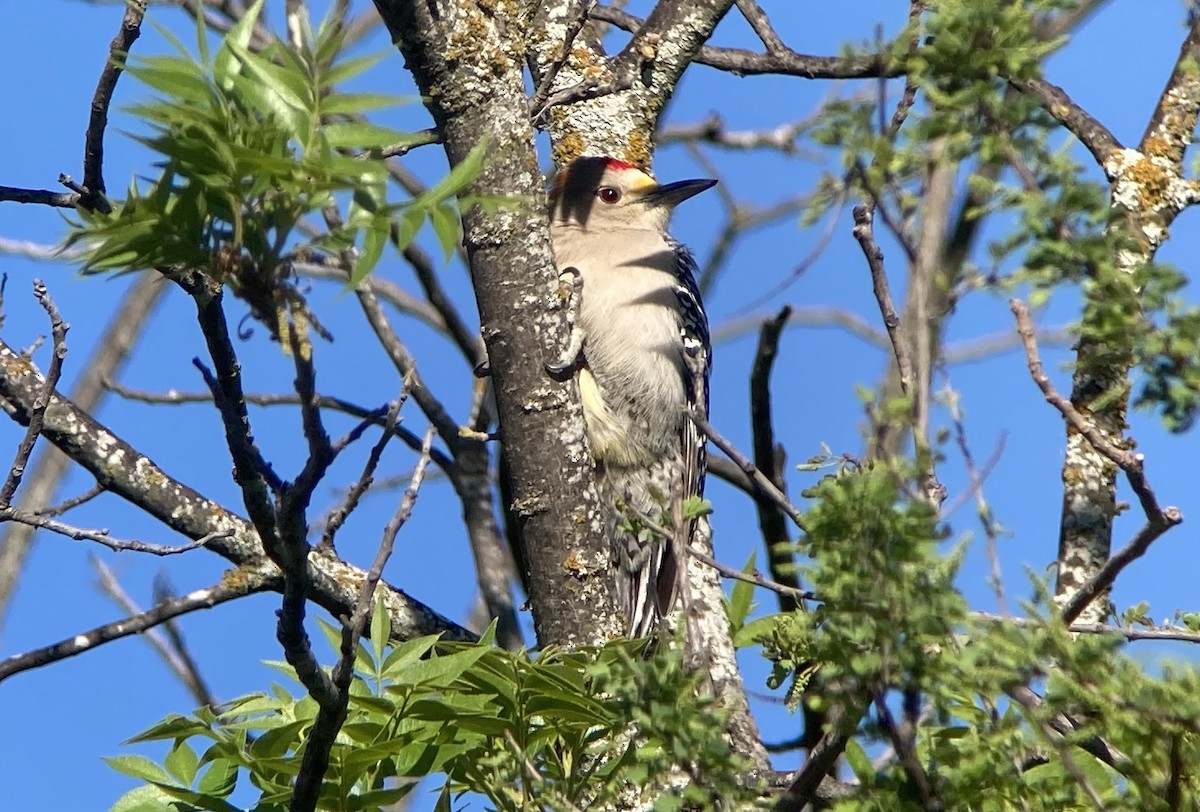 Golden-fronted Woodpecker - ML620200290