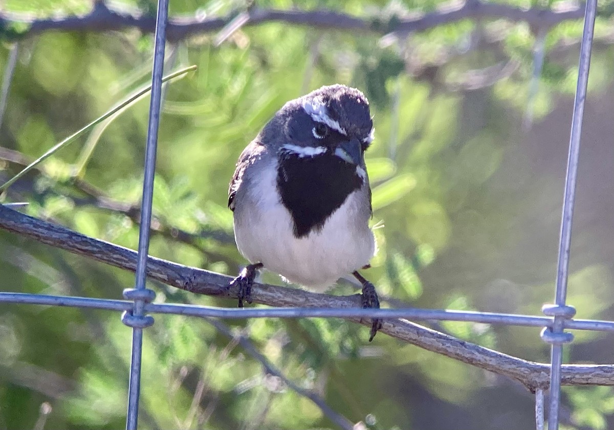 Black-throated Sparrow - ML620200300