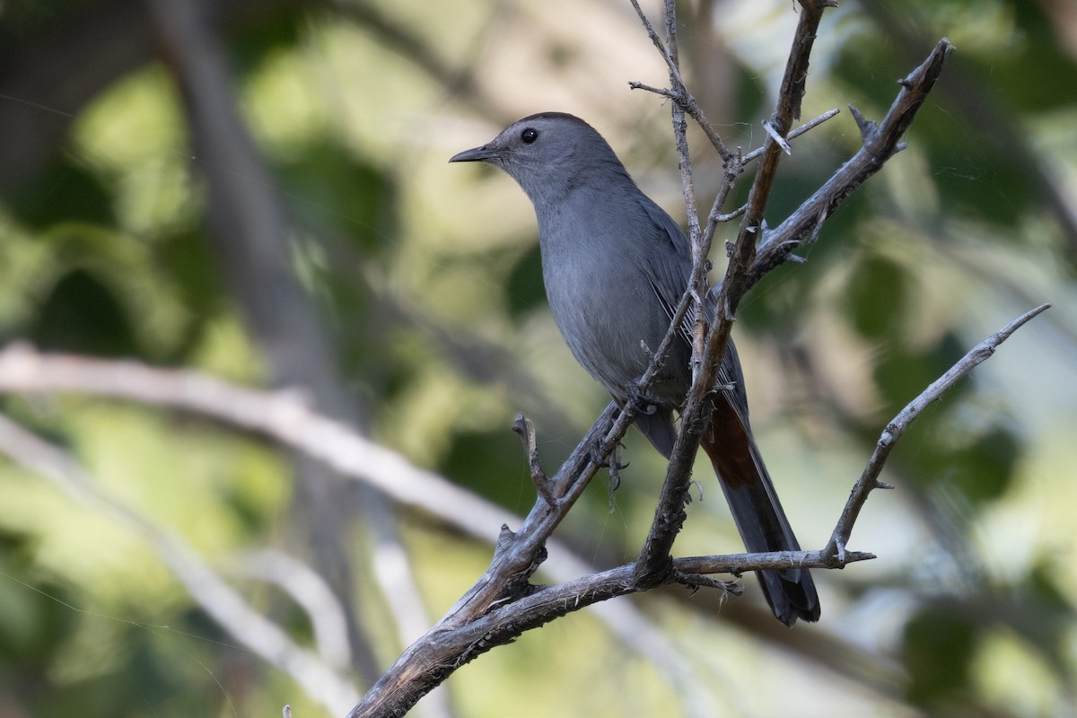 Gray Catbird - ML620200302