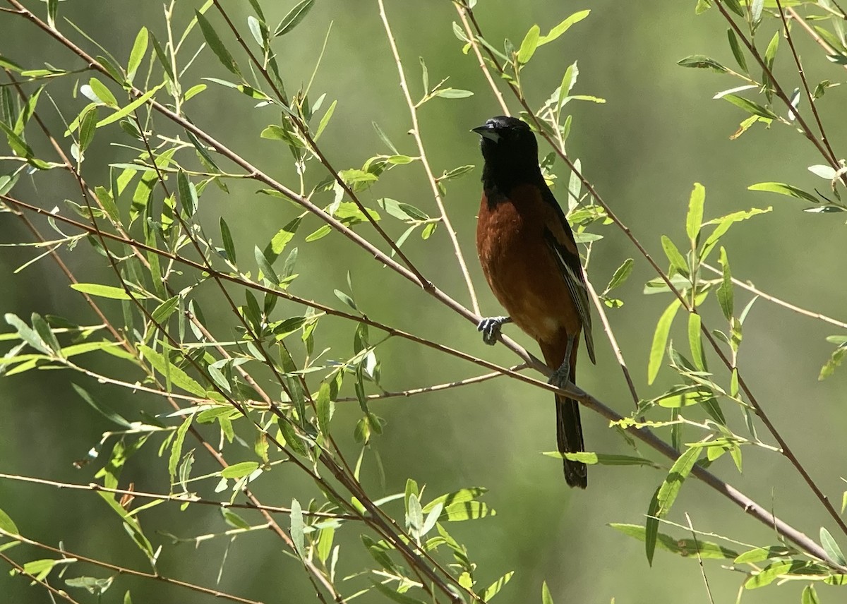 Orchard Oriole - ML620200304