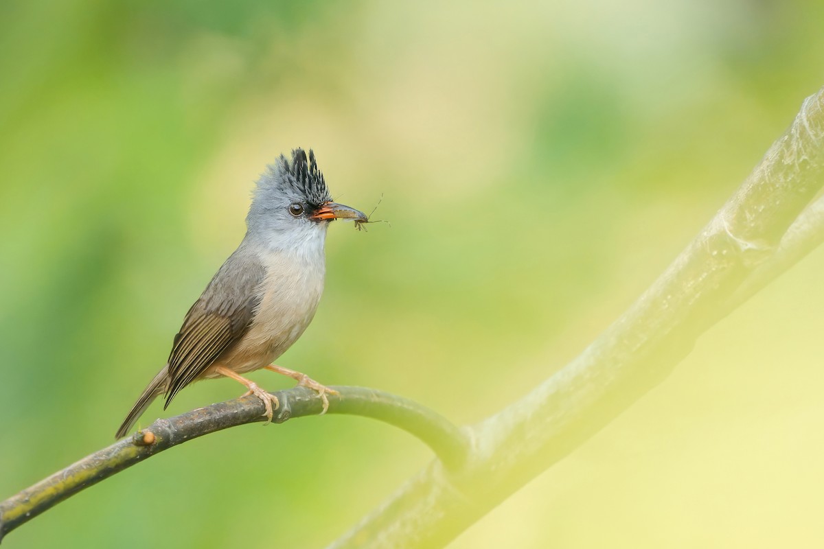 Black-chinned Yuhina - ML620200305