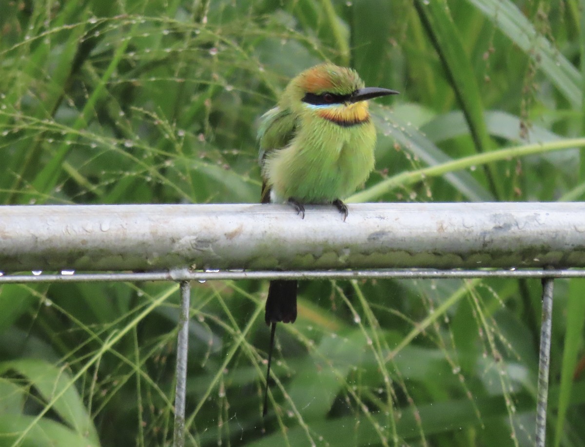 Rainbow Bee-eater - ML620200307