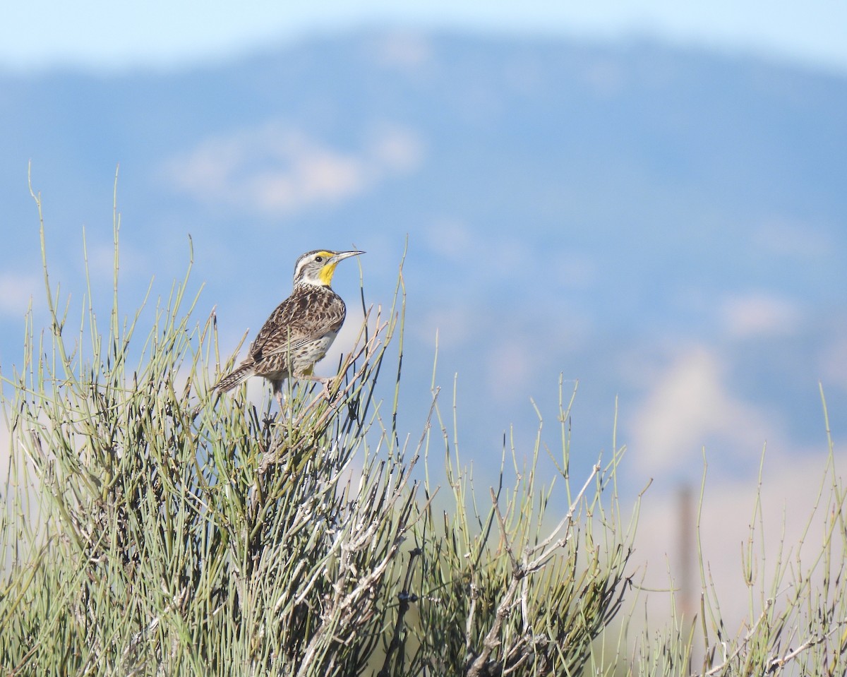 Western Meadowlark - ML620200311