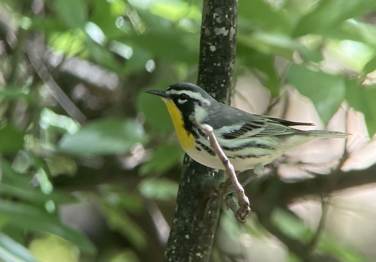 Yellow-throated Warbler (albilora) - ML620200314