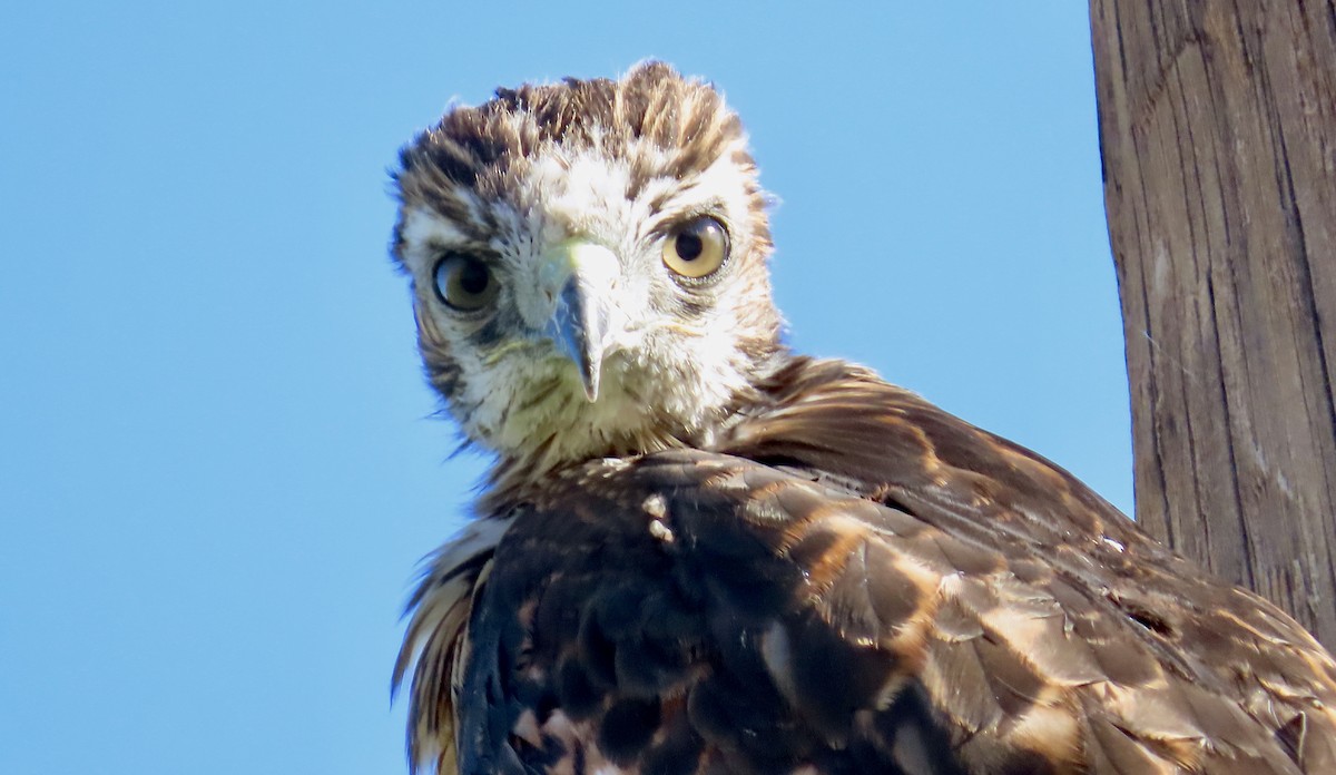 Red-tailed Hawk - ML620200324