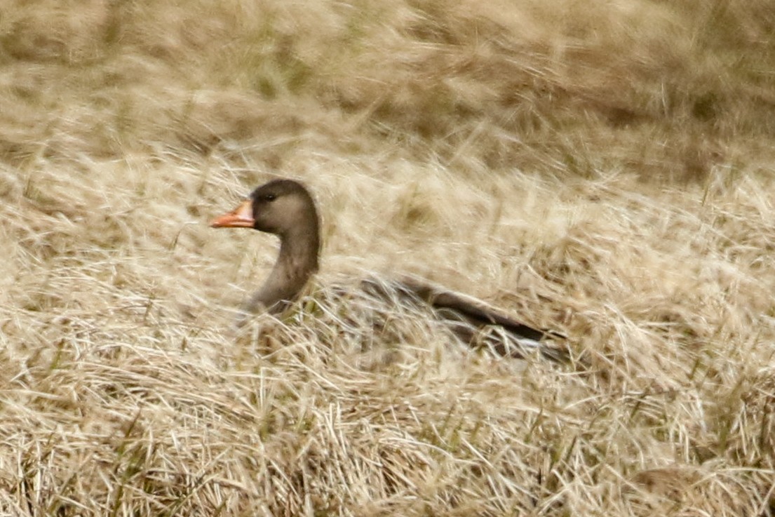 Greater White-fronted Goose - ML620200325