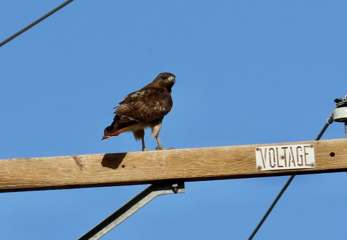 Red-tailed Hawk - ML620200328