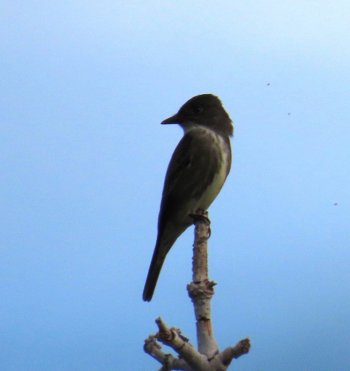 Olive-sided Flycatcher - ML620200330