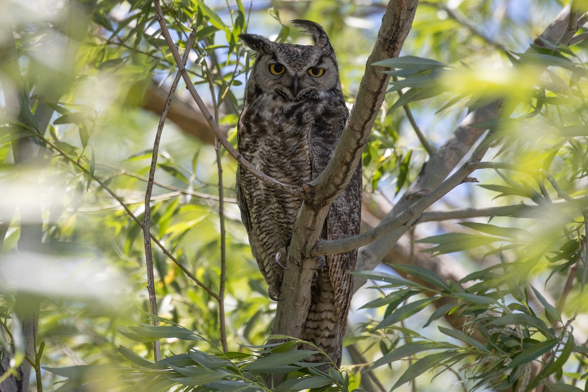 Great Horned Owl - ML620200331