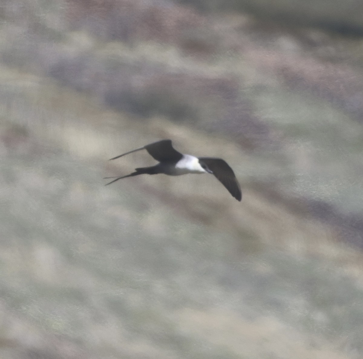 Long-tailed Jaeger - ML620200332