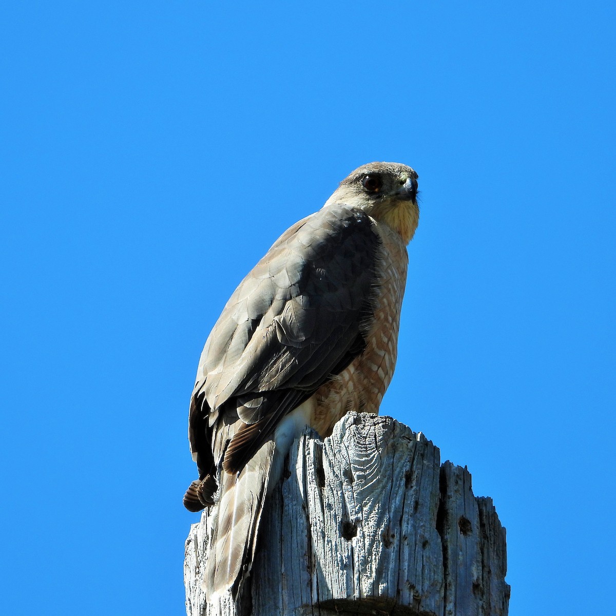 Cooper's Hawk - ML620200334