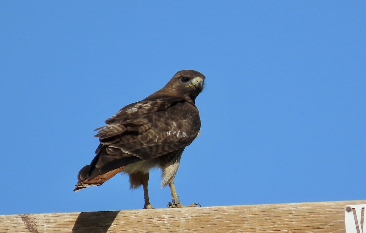 Red-tailed Hawk - ML620200335