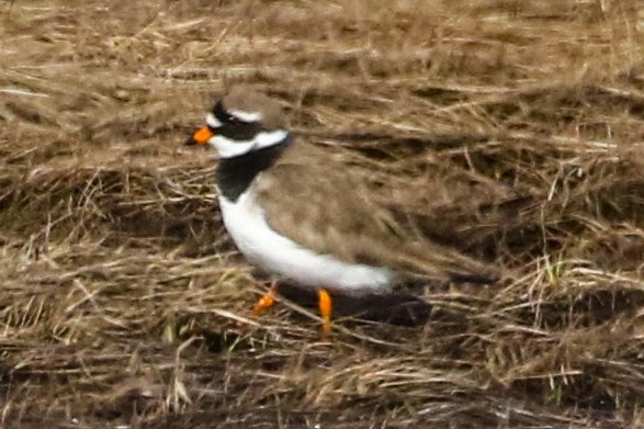 Common Ringed Plover - ML620200336