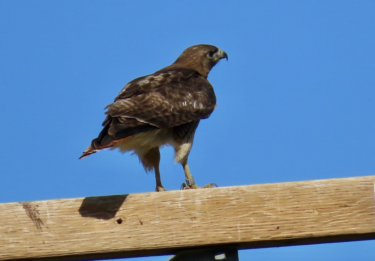 Red-tailed Hawk - ML620200338